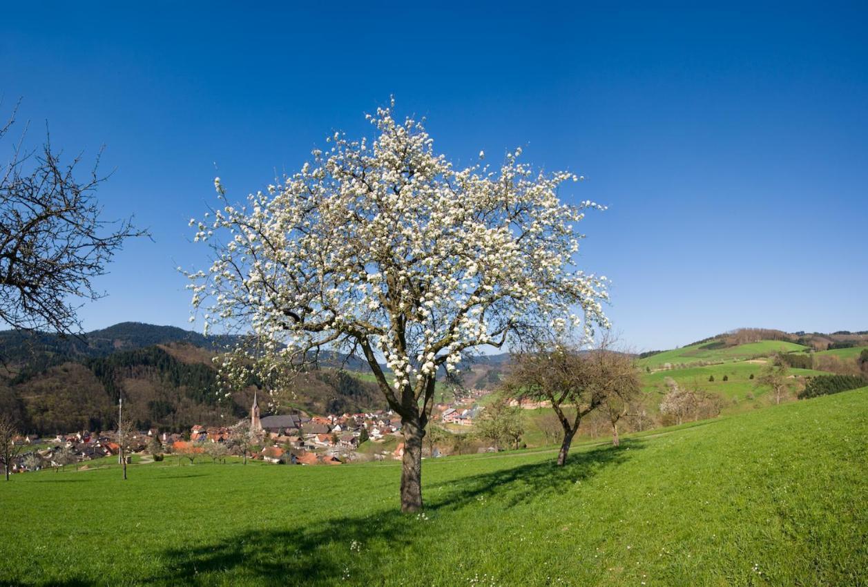 Ferienwohnung Mit Komfort Oberharmersbach Kültér fotó